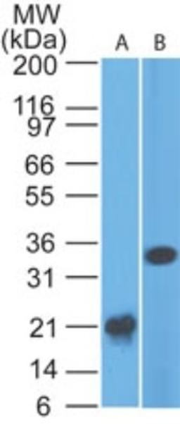 Western Blot: CD33 Antibody (44M12D3) [NBP2-22377] - analysis of CD33 in A) a partial recombinant protein and B) HCT-116 lysate using CD33 antibody at 2 ug/ml. goat anti-mouse Ig HRP secondary antibody and PicoTect ECL substrate solution were used for this test.