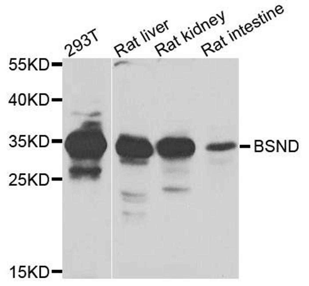 Western blot analysis of extracts of various cells using BSND antibody