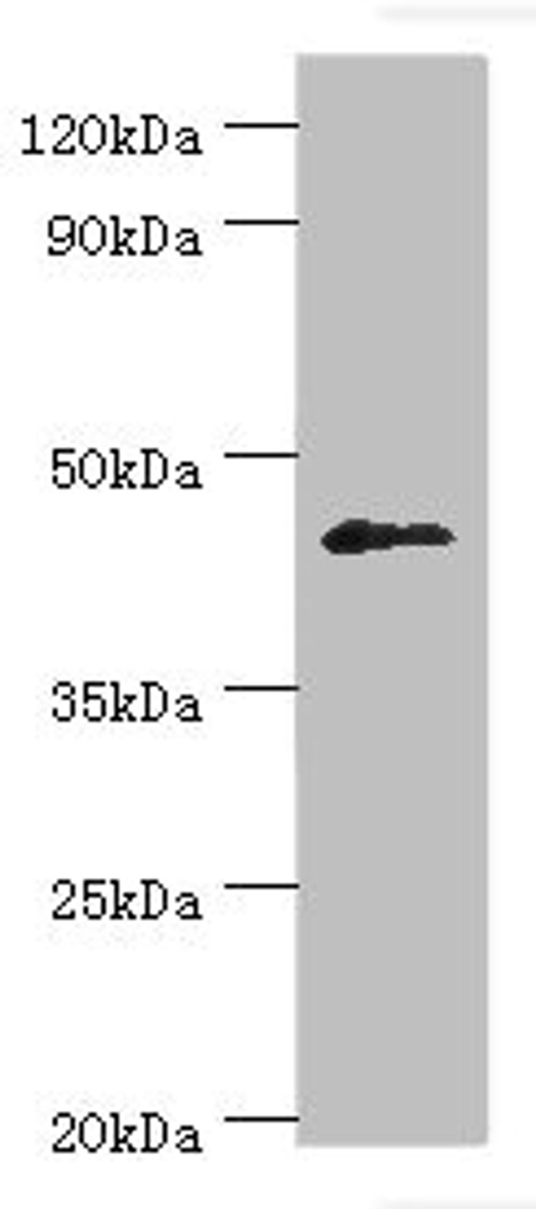 Western blot. All lanes: Dual specificity protein phosphatase 7 antibody at 10ug/ml + HepG2 whole cell lysate. Secondary. Goat polyclonal to rabbit IgG at 1/10000 dilution. Predicted band size: 45, 41 kDa. Observed band size: 45 kDa.