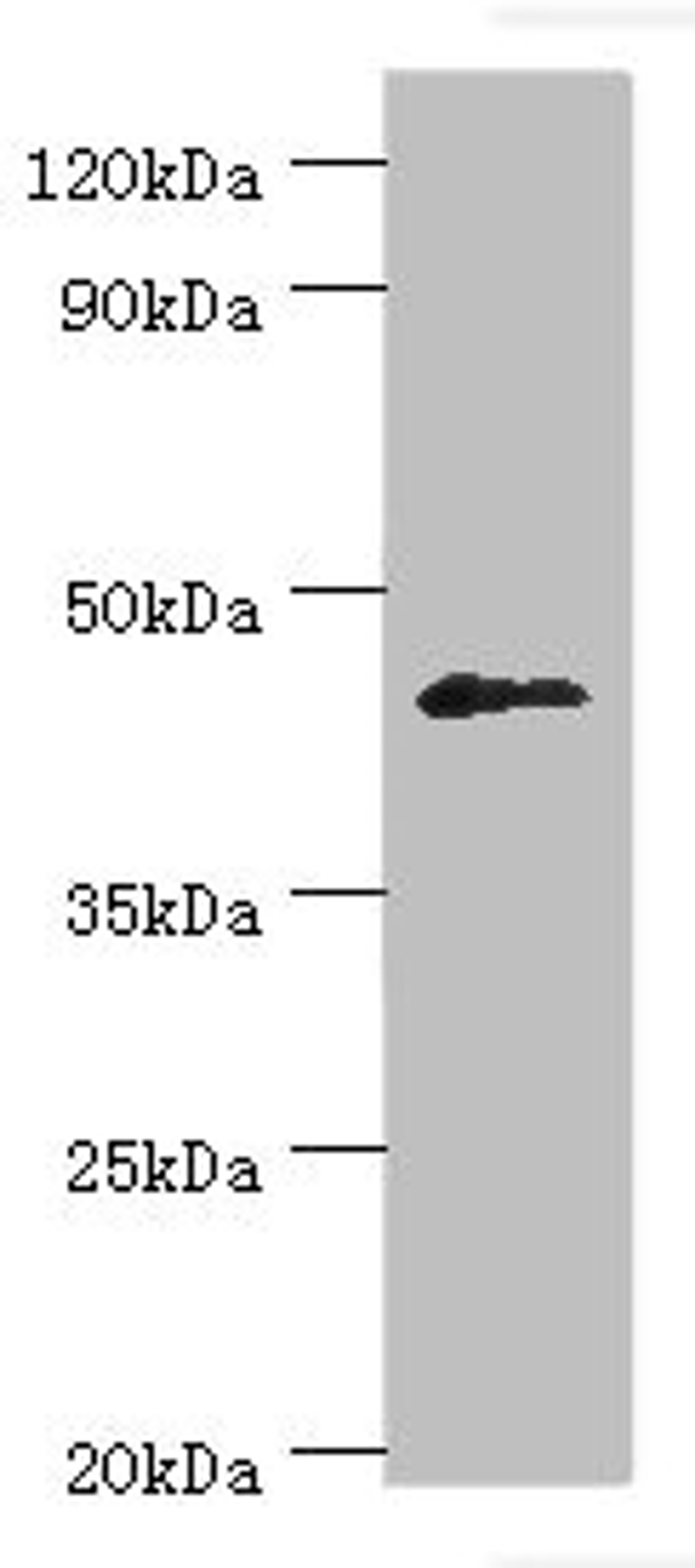 Western blot. All lanes: Dual specificity protein phosphatase 7 antibody at 10ug/ml + HepG2 whole cell lysate. Secondary. Goat polyclonal to rabbit IgG at 1/10000 dilution. Predicted band size: 45, 41 kDa. Observed band size: 45 kDa.