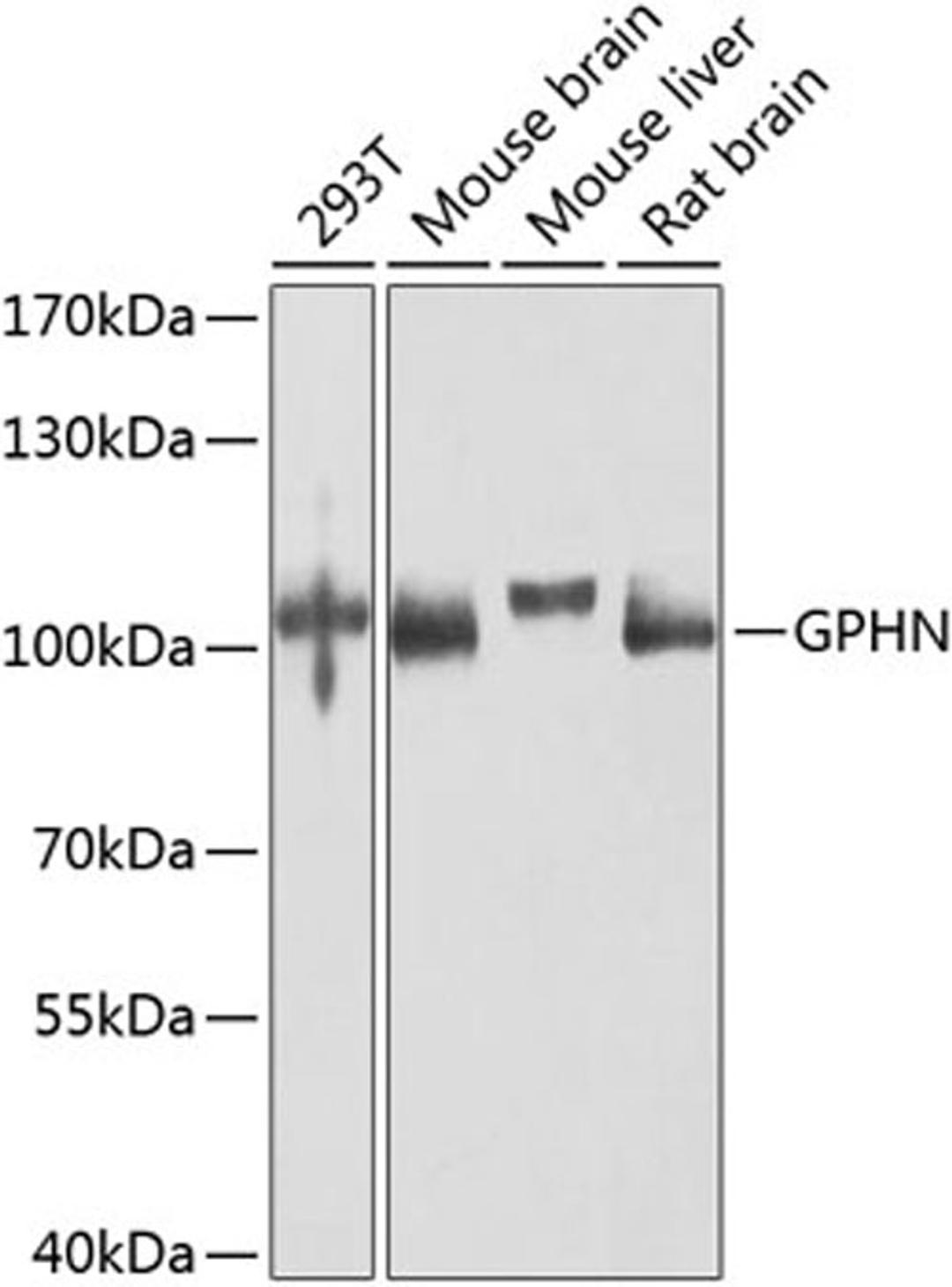 Western blot - GPHN antibody (A8572)