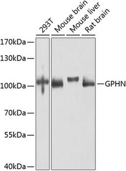 Western blot - GPHN antibody (A8572)