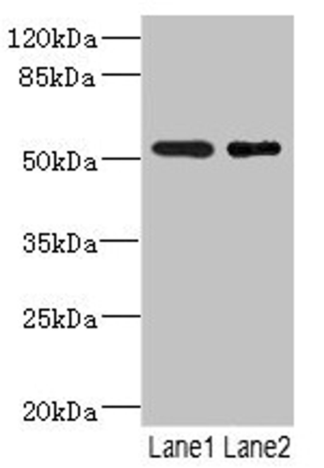 Western blot. All lanes: RXFP3 antibody at 3.68µg/ml. Lane 1: Jurkat whole cell lysate. Lane 2: HepG2 whole cell lysate. Secondary. Goat polyclonal to rabbit IgG at 1/10000 dilution. Predicted band size: 51 kDa. Observed band size: 51 kDa