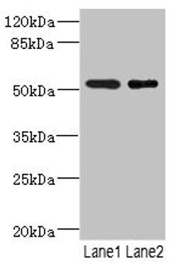 Western blot. All lanes: RXFP3 antibody at 3.68µg/ml. Lane 1: Jurkat whole cell lysate. Lane 2: HepG2 whole cell lysate. Secondary. Goat polyclonal to rabbit IgG at 1/10000 dilution. Predicted band size: 51 kDa. Observed band size: 51 kDa