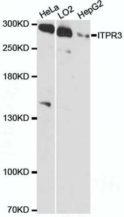 Western blot - ITPR3 antibody (A12794)