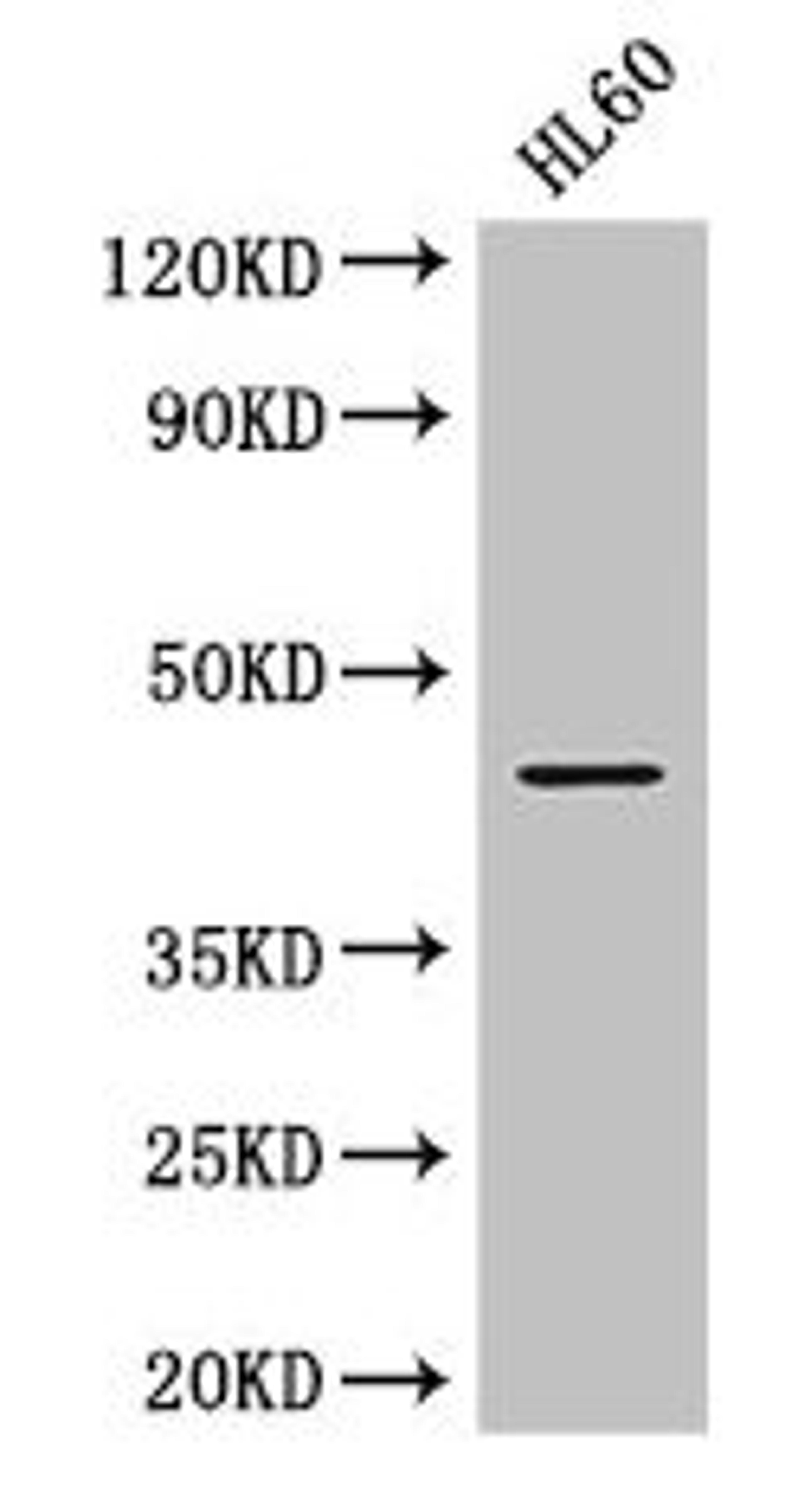 Western Blot. Positive WB detected in: HL60 whole cell lysate. All lanes: MAP2K2 antibody at 2.8µg/ml. Secondary. Goat polyclonal to rabbit IgG at 1/50000 dilution. Predicted band size: 45 kDa. Observed band size: 45 kDa