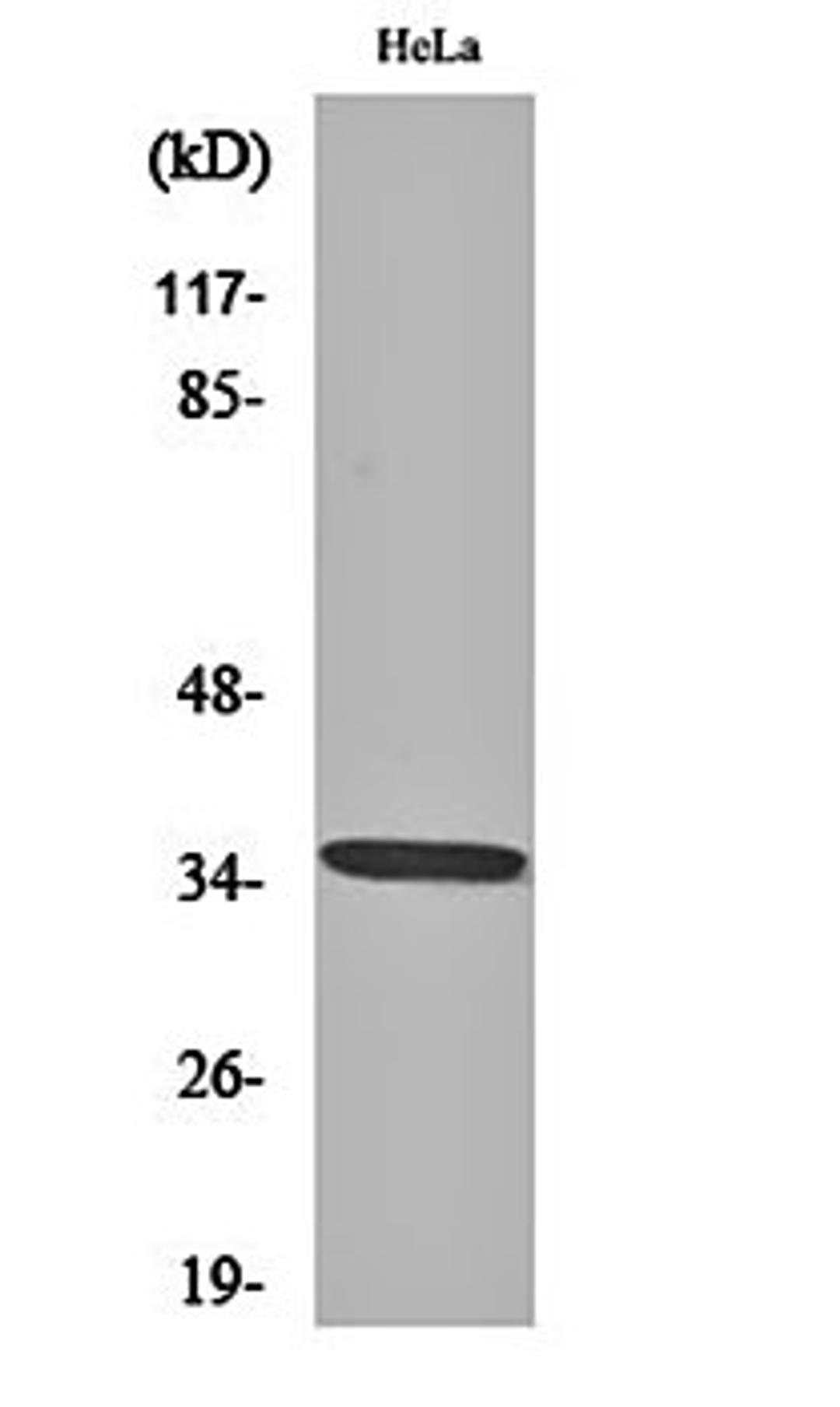 Western blot analysis of Hela cell lysates using Olfactory receptor 4C6 antibody