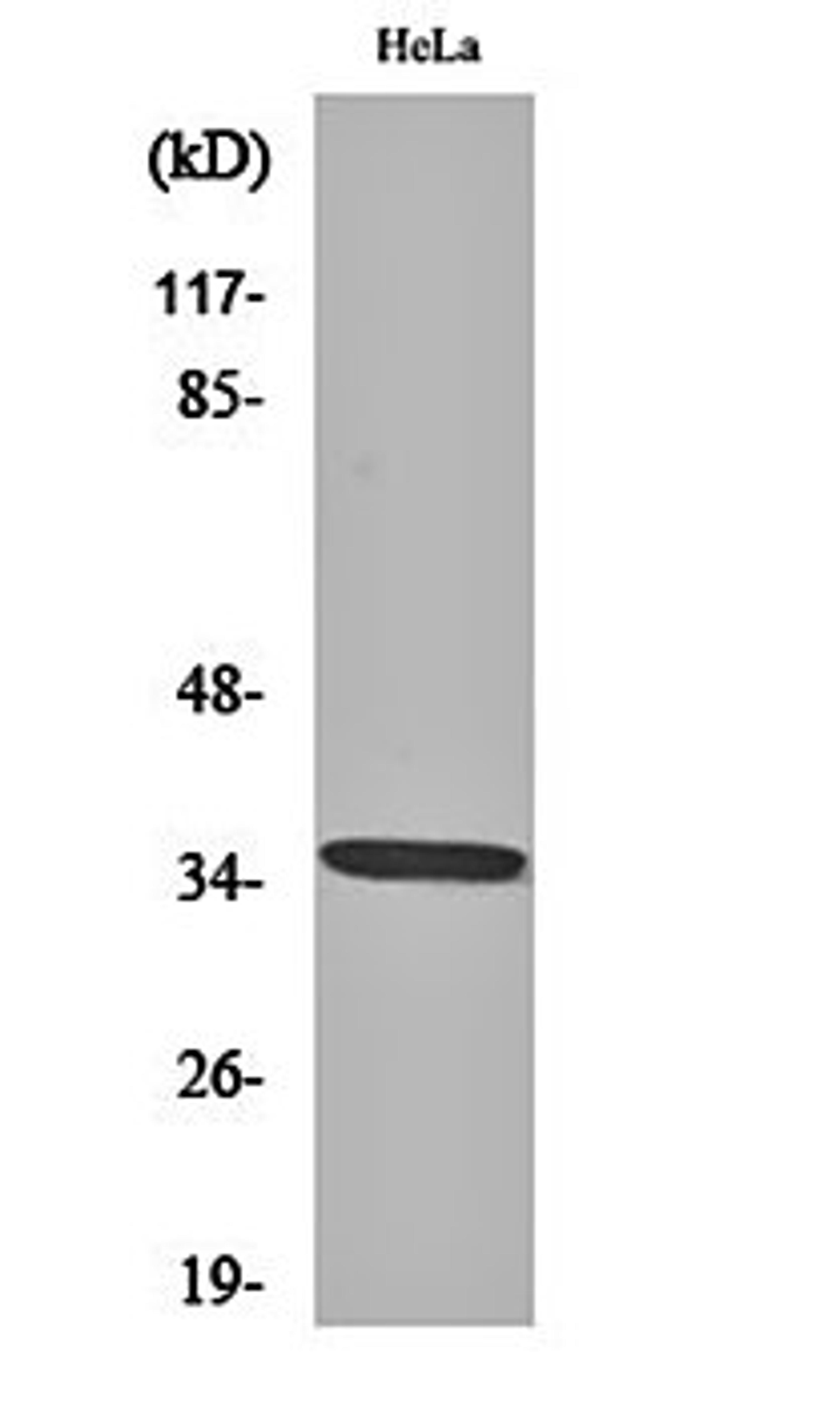 Western blot analysis of Hela cell lysates using Olfactory receptor 4C6 antibody