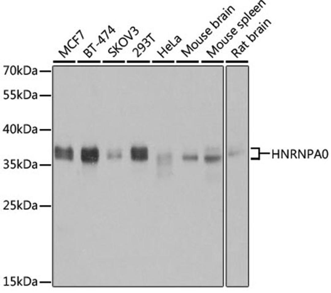 Western blot - HNRNPA0 antibody (A6029)