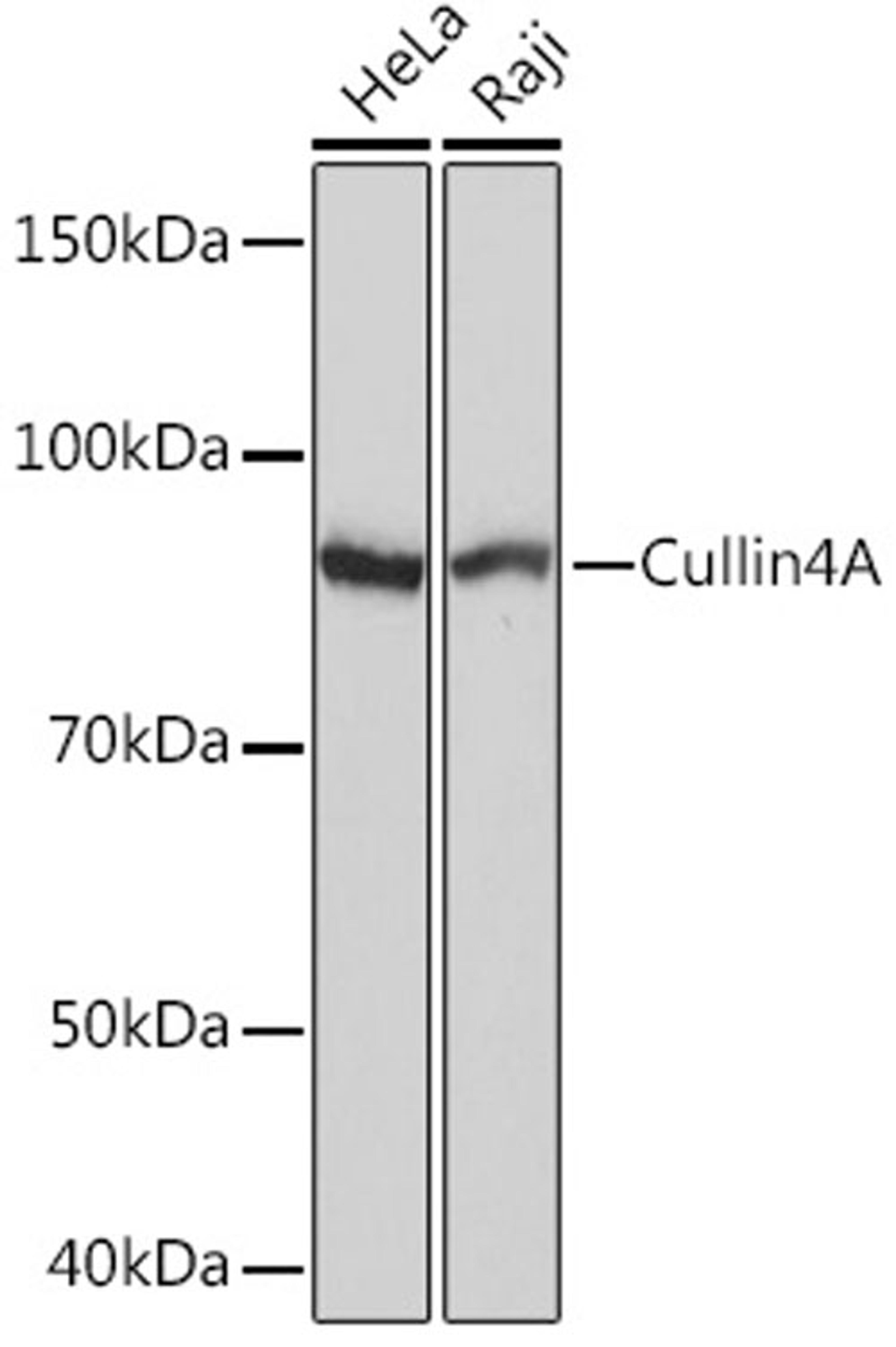 Western blot - Cullin4A Rabbit mAb (A5064)