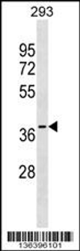 Western blot analysis in 293 cell line lysates (35ug/lane).