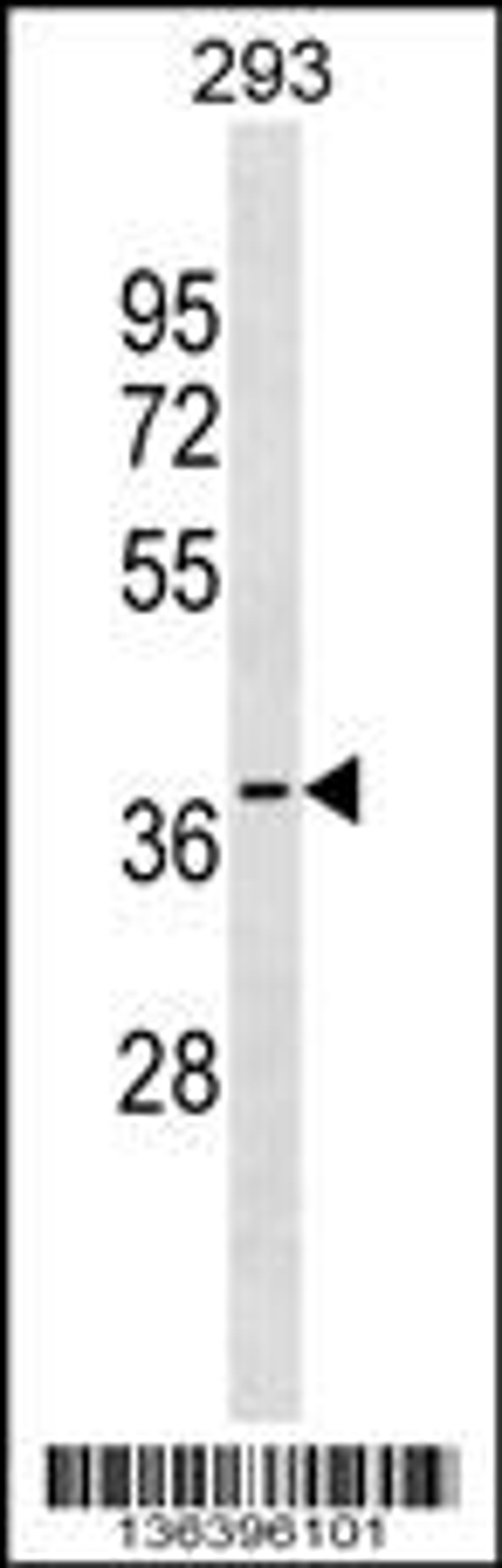 Western blot analysis in 293 cell line lysates (35ug/lane).