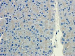 Immunohistochemical staining of paraffin embedded rat pancreas tissue using CXCL14 antibody (primary antibody at 2.5 ug/ml)