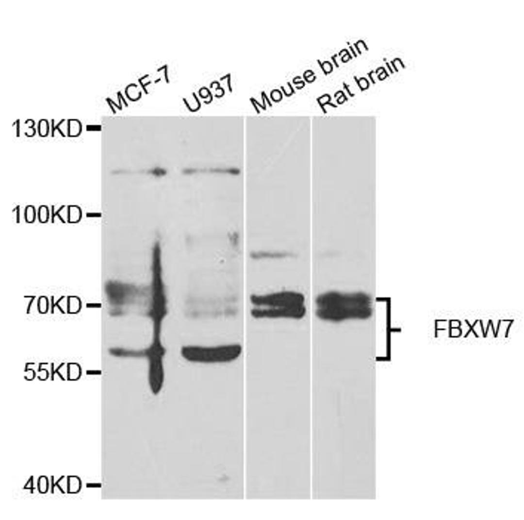 Western blot analysis of extracts of various cell lines using FBXW7 antibody