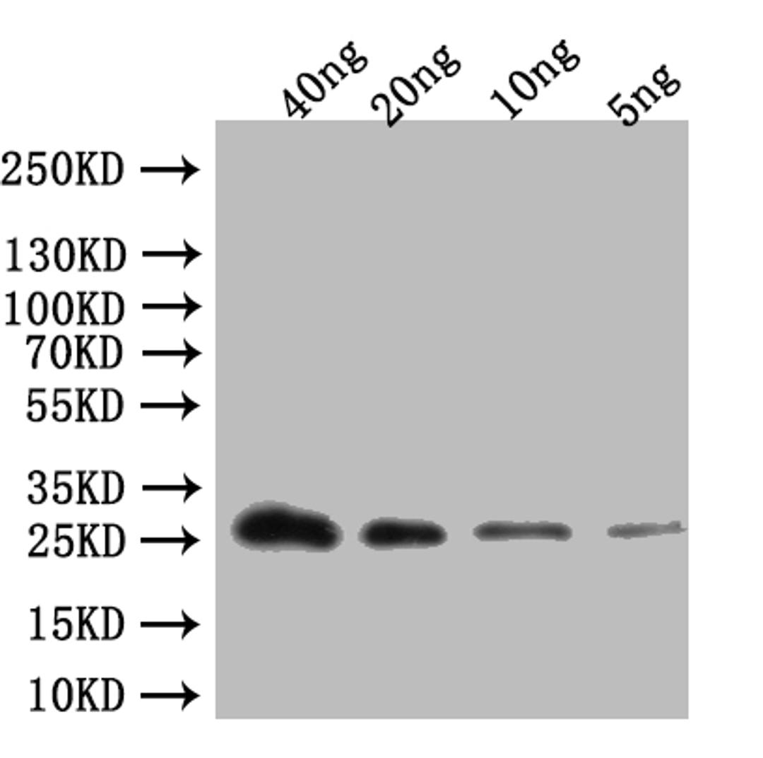 Western Blot. Positive WB detected in: recombinant protein. All lanes:ABCA13 Antibody at 1:1000. Secondary. Goat polyclonal to rabbit IgG at 1/50000 dilution. Predicted band size: 28 kDa. Observed band size: 28 kDa.