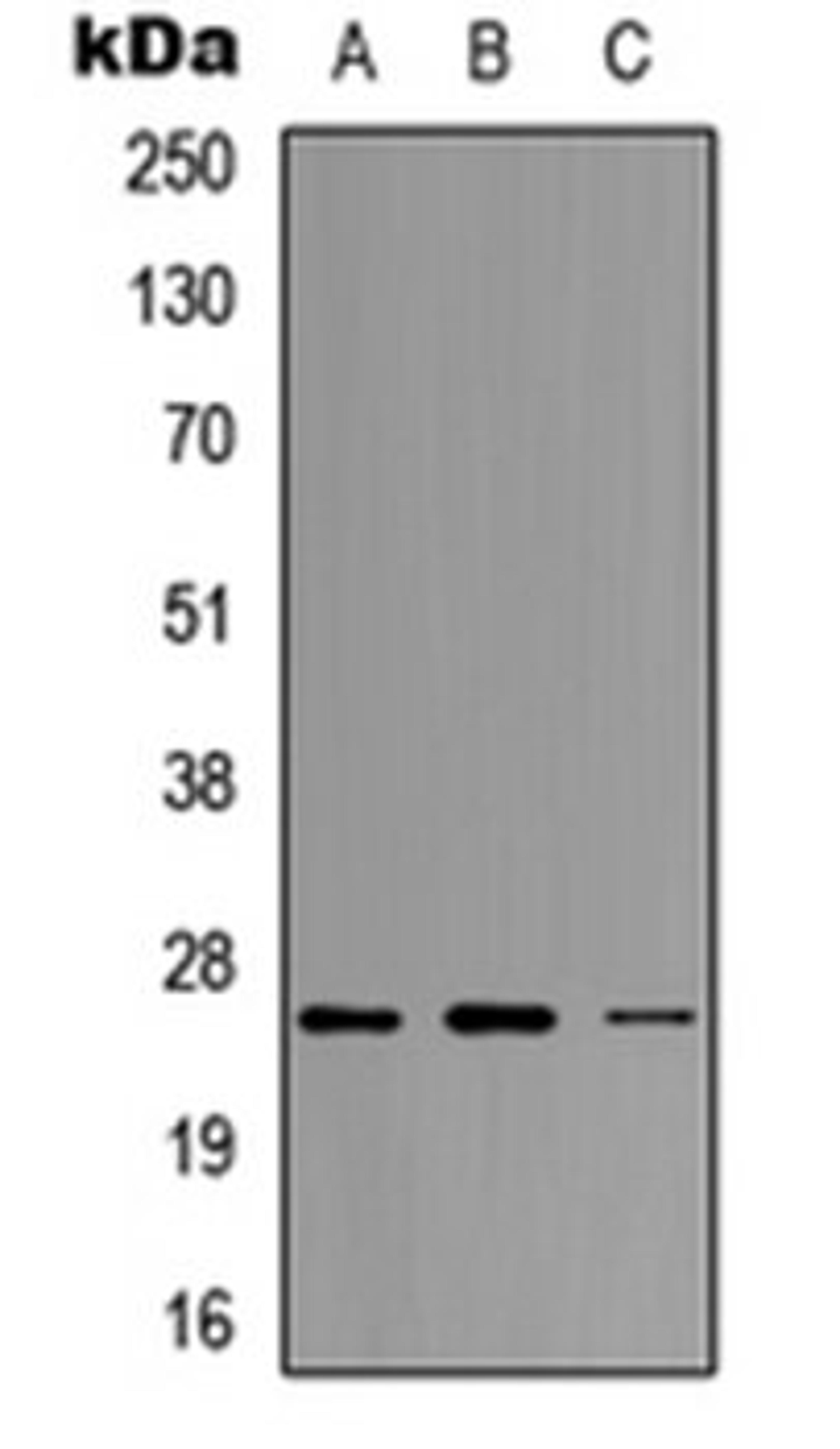 Western blot analysis of MCF7 (Lane 1), Raw264.7 (Lane 2), H9C2 (Lane 3) whole cell lysates using Neurogenin 1 antibody