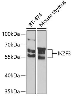 Western blot - IKZF3 Antibody (A7287)