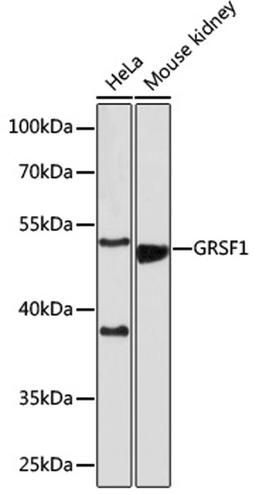 Western blot - GRSF1 antibody (A18227)