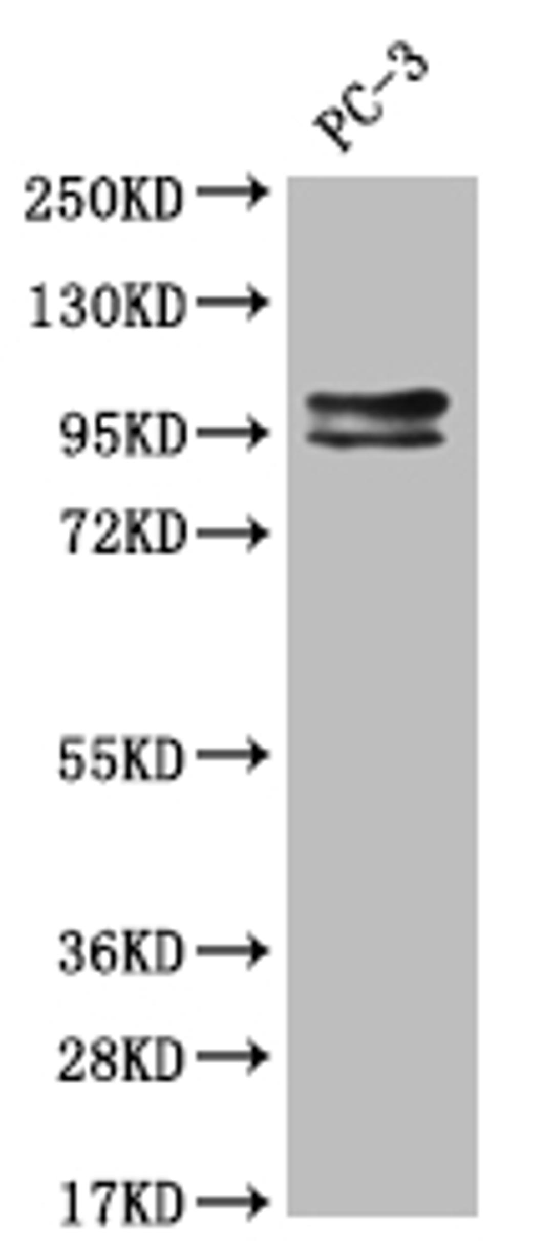 Western Blot. Positive WB detected in: Hela whole cell lysate. All lanes: KIFAP3 antibody at 1:2000. Secondary. Goat polyclonal to rabbit IgG at 1/50000 dilution. Predicted band size: 92, 87, 83 kDa. Observed band size: 72-95 kDa. 