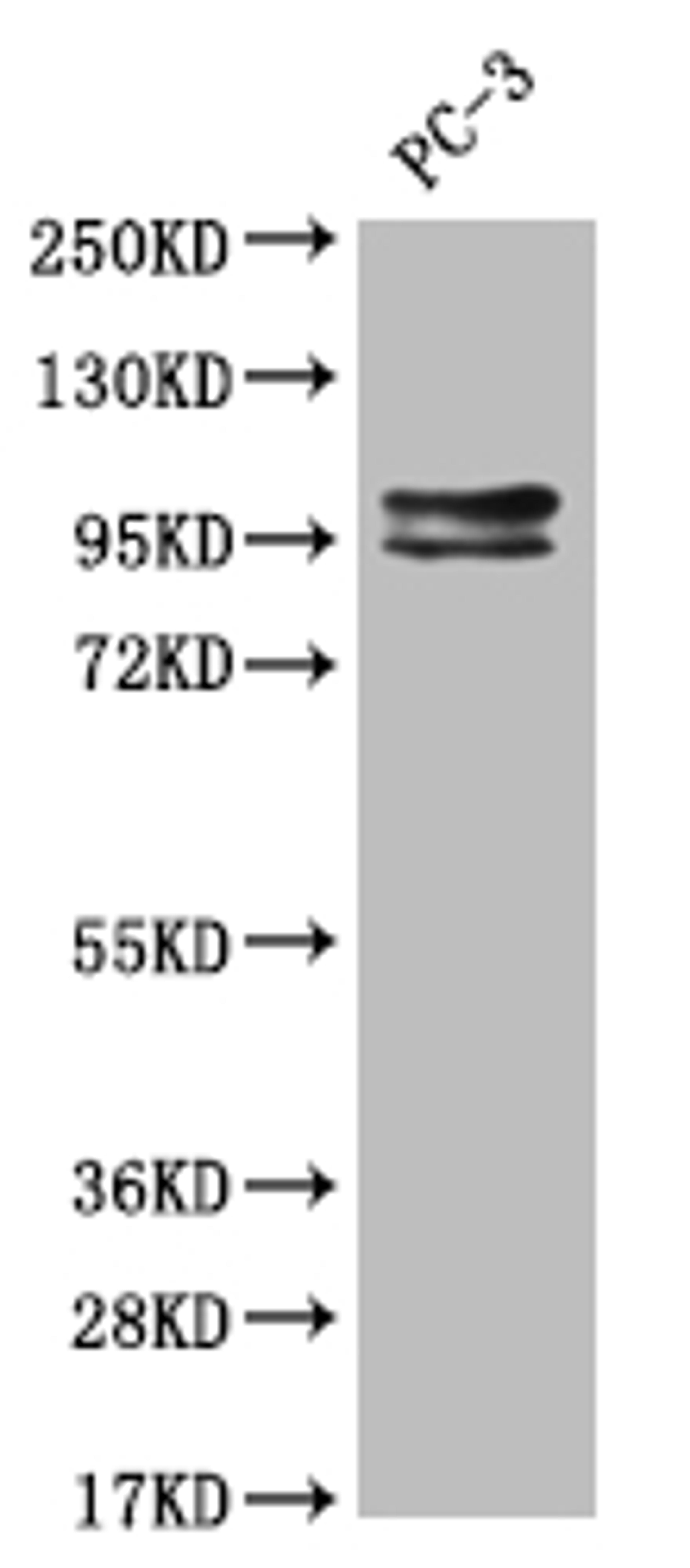 Western Blot. Positive WB detected in: Hela whole cell lysate. All lanes: KIFAP3 antibody at 1:2000. Secondary. Goat polyclonal to rabbit IgG at 1/50000 dilution. Predicted band size: 92, 87, 83 kDa. Observed band size: 72-95 kDa. 