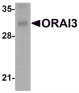 Western blot analysis of ORAI3 in rat lung tissue lysate with ORAI3 antibody at 2 &#956;g/mL.