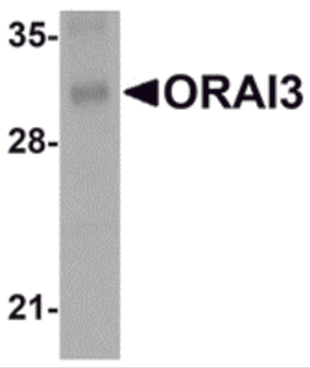 Western blot analysis of ORAI3 in rat lung tissue lysate with ORAI3 antibody at 2 μg/mL.