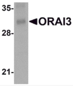 Western blot analysis of ORAI3 in rat lung tissue lysate with ORAI3 antibody at 2 μg/mL.