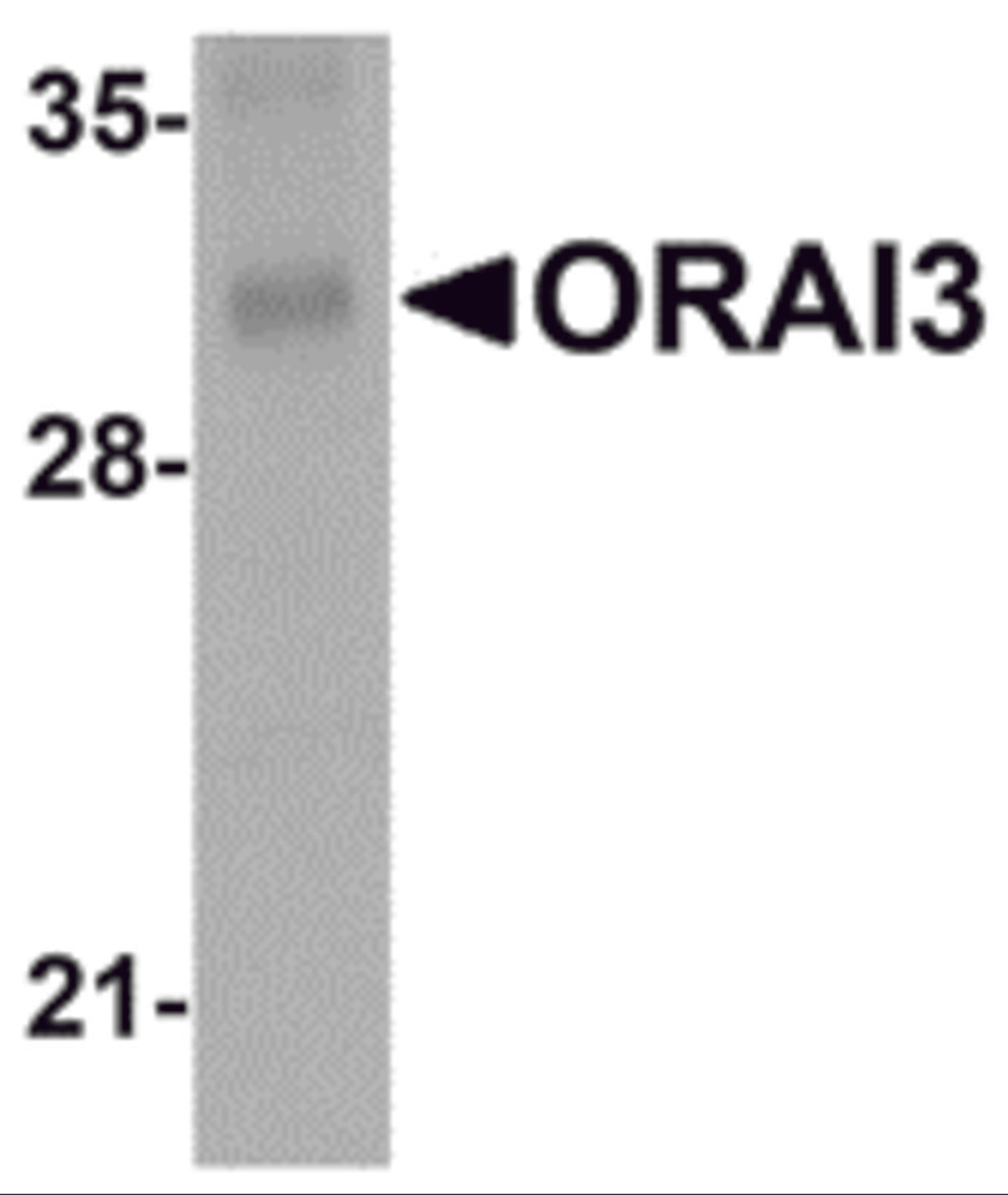 Western blot analysis of ORAI3 in rat lung tissue lysate with ORAI3 antibody at 2 μg/mL.