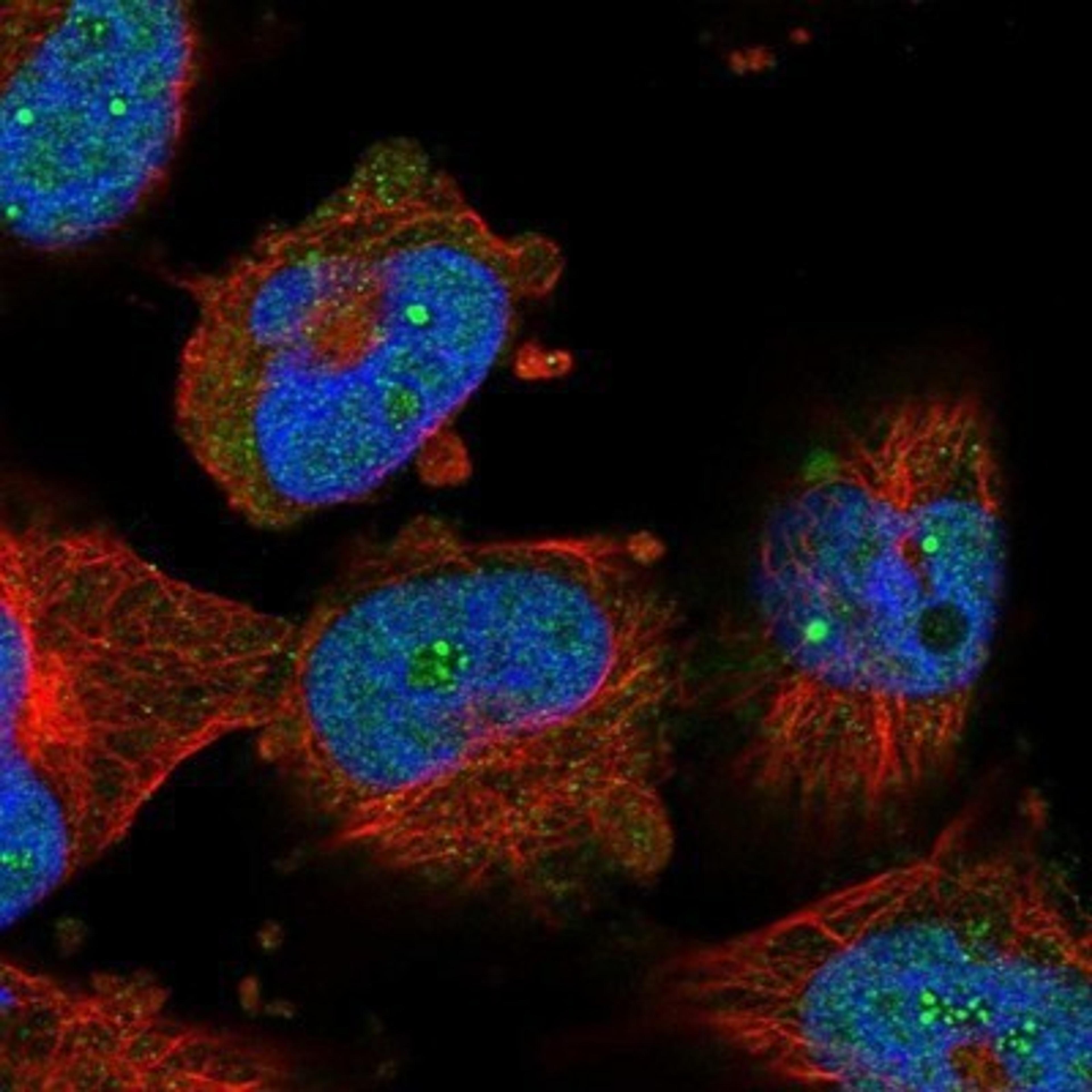 Immunocytochemistry/Immunofluorescence: THTPA Antibody [NBP1-80686] - Staining of human cell line U-251MG shows positivity in nucleus & nucleoli.