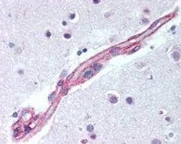 Immunohistochemistry staining of MAPK9 in brain cortex, capillary tissue using MAPK9 Antibody.