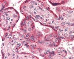 Immunohistochemistry staining of OPN3 in placenta tissue using OPN3 Antibody.