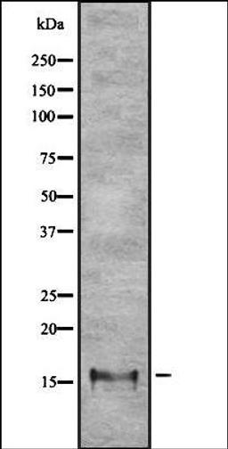 Western blot analysis of HEK293 cells using LPPL antibody