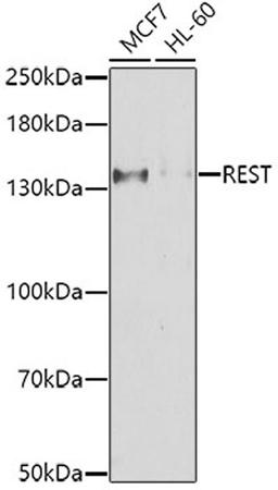 Western blot - REST antibody (A7161)