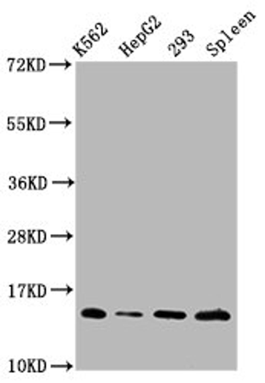 Western Blot. Positive WB detected in: K562 whole cell lysate, HepG2 whole cell lysate, 293 whole cell lysate, Rat spleen tissue. All lanes: HIST1H2BC antibody at 0.9µg/ml. Secondary. Goat polyclonal to rabbit IgG at 1/50000 dilution. Predicted band size: 14 kDa. Observed band size: 14 kDa