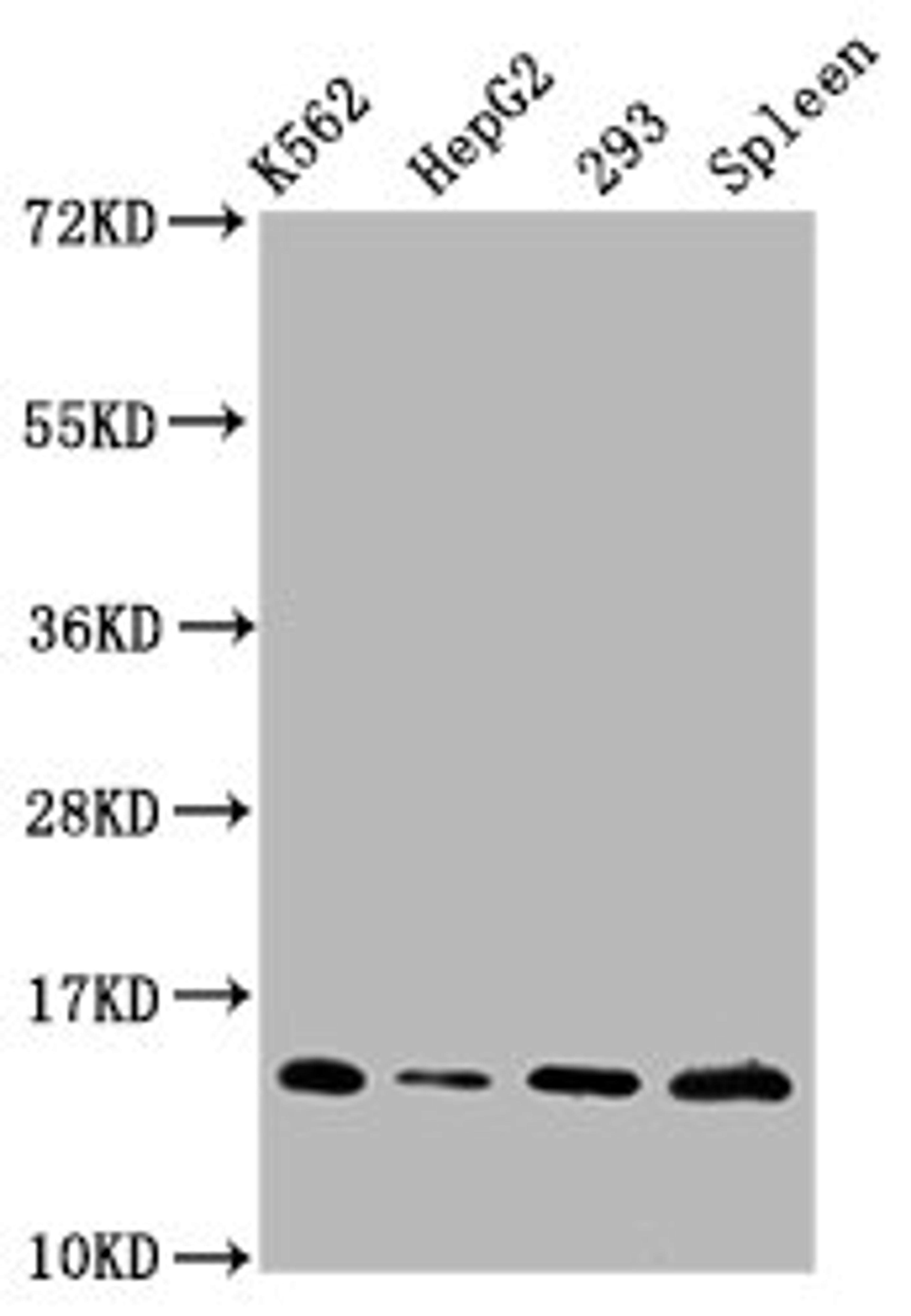 Western Blot. Positive WB detected in: K562 whole cell lysate, HepG2 whole cell lysate, 293 whole cell lysate, Rat spleen tissue. All lanes: HIST1H2BC antibody at 0.9µg/ml. Secondary. Goat polyclonal to rabbit IgG at 1/50000 dilution. Predicted band size: 14 kDa. Observed band size: 14 kDa