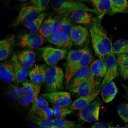 Immunocytochemistry/Immunofluorescence: NFkB p100/p52 [p Ser866] Antibody [NB100-82066] - Staining of methanol-fixed HeLa cells.