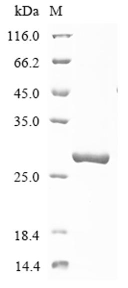 (Tris-Glycine gel) Discontinuous SDS-PAGE (reduced) with 5% enrichment gel and 15% separation gel.