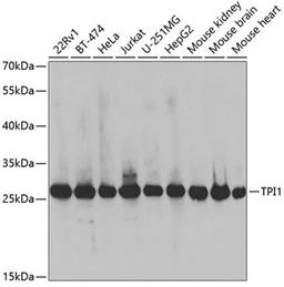 Western blot - TPI1 antibody (A2579)