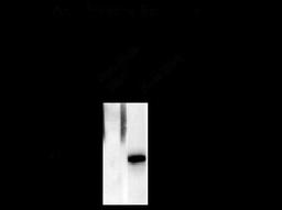 Western blot of non-phospho- and phospho- recombinant Elk-1 showing specific immunolabeling of the ~46 Elk-1 protein phosphorylated at Ser383.