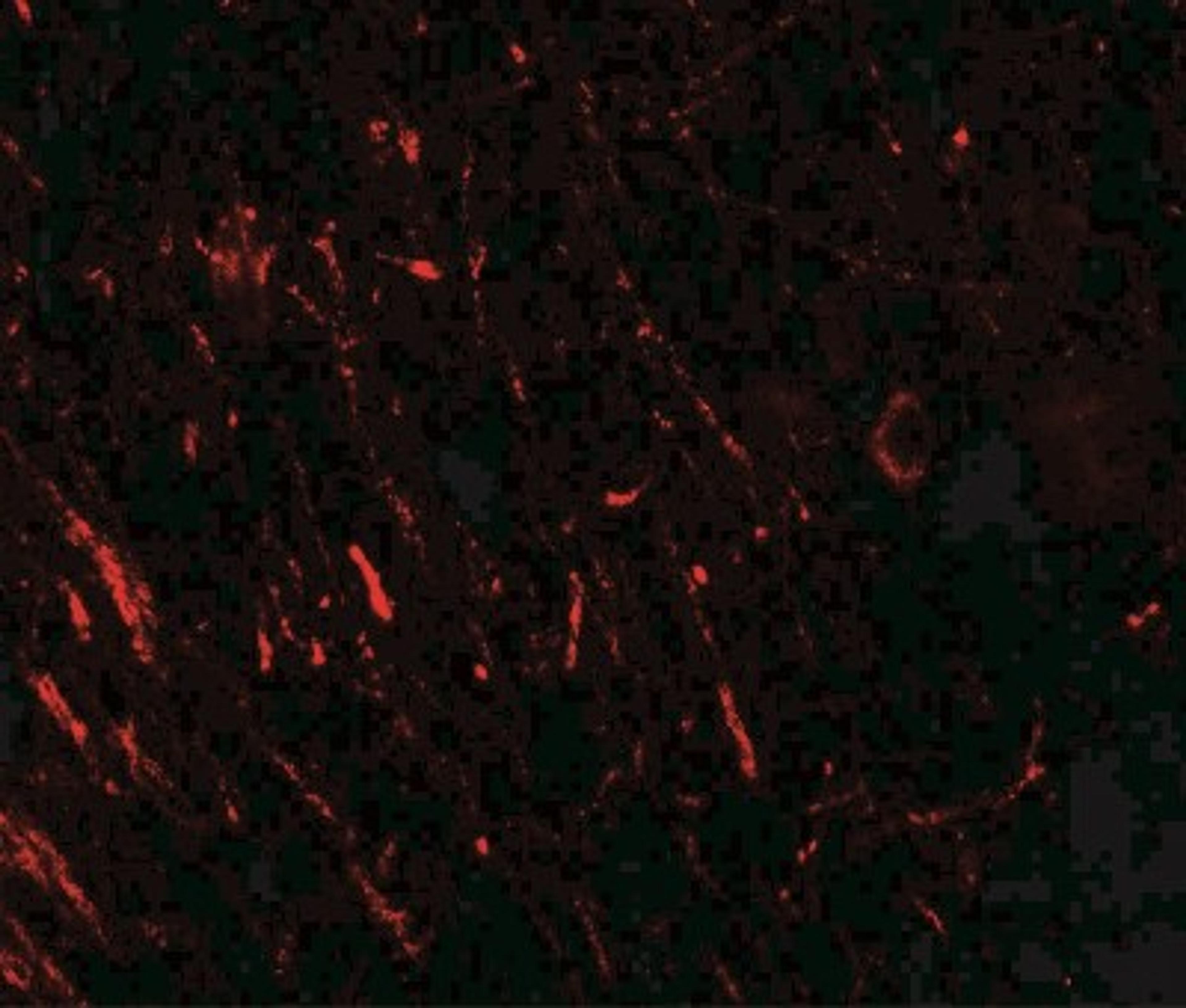 Immunofluorescence: PRAS40 Antibody [NBP2-41221] - PRAS40 in rat brain tissue with PRAS 40 antibody at 20 ug/ml.