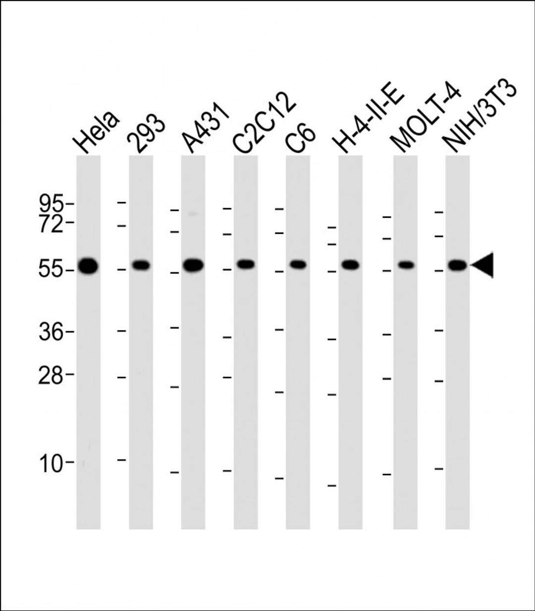 Western Blot at 1:2000 dilution Lane 1: Hela whole cell lysate Lane 2: 293 whole cell lysate Lane 3: A431 whole cell lysate Lane 4: C2C12 whole cell lysate Lane 5: C6 whole cell lysate Lane 6: H-4-II-E whole cell lysate Lane 7: MOLT-4 whole cell lysate La