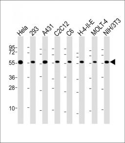 Western Blot at 1:2000 dilution Lane 1: Hela whole cell lysate Lane 2: 293 whole cell lysate Lane 3: A431 whole cell lysate Lane 4: C2C12 whole cell lysate Lane 5: C6 whole cell lysate Lane 6: H-4-II-E whole cell lysate Lane 7: MOLT-4 whole cell lysate La