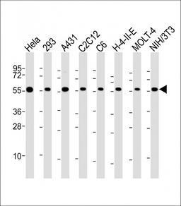 Western Blot at 1:2000 dilution Lane 1: Hela whole cell lysate Lane 2: 293 whole cell lysate Lane 3: A431 whole cell lysate Lane 4: C2C12 whole cell lysate Lane 5: C6 whole cell lysate Lane 6: H-4-II-E whole cell lysate Lane 7: MOLT-4 whole cell lysate La