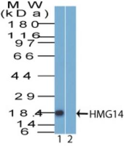 Western Blot: HMG14 Antibody [NBP2-14842] - Analysis of HMG14 in Daudi lysate in the 1) absence and 2) presence of immunizing peptide probed with 2 ug/ml of HMG14 antibody. Goat anti-rabbit Ig HRP secondary antibody and PicoTect ECL substrate solution were used for this test.