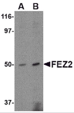 Western blot analysis of FEZ2 in mouse brain tissue lysate with FEZ2 antibody at (A) 0.5, and (B) 1 μg/mL.