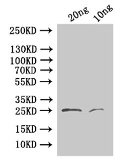 Western Blot. Positive WB detected in: recombinant protein. All lanes:24 Antibody at 1:1000. Secondary. Goat polyclonal to rabbit IgG at 1/50000 dilution. Predicted band size:25.1 kDa. Observed band size: 25 kDa.