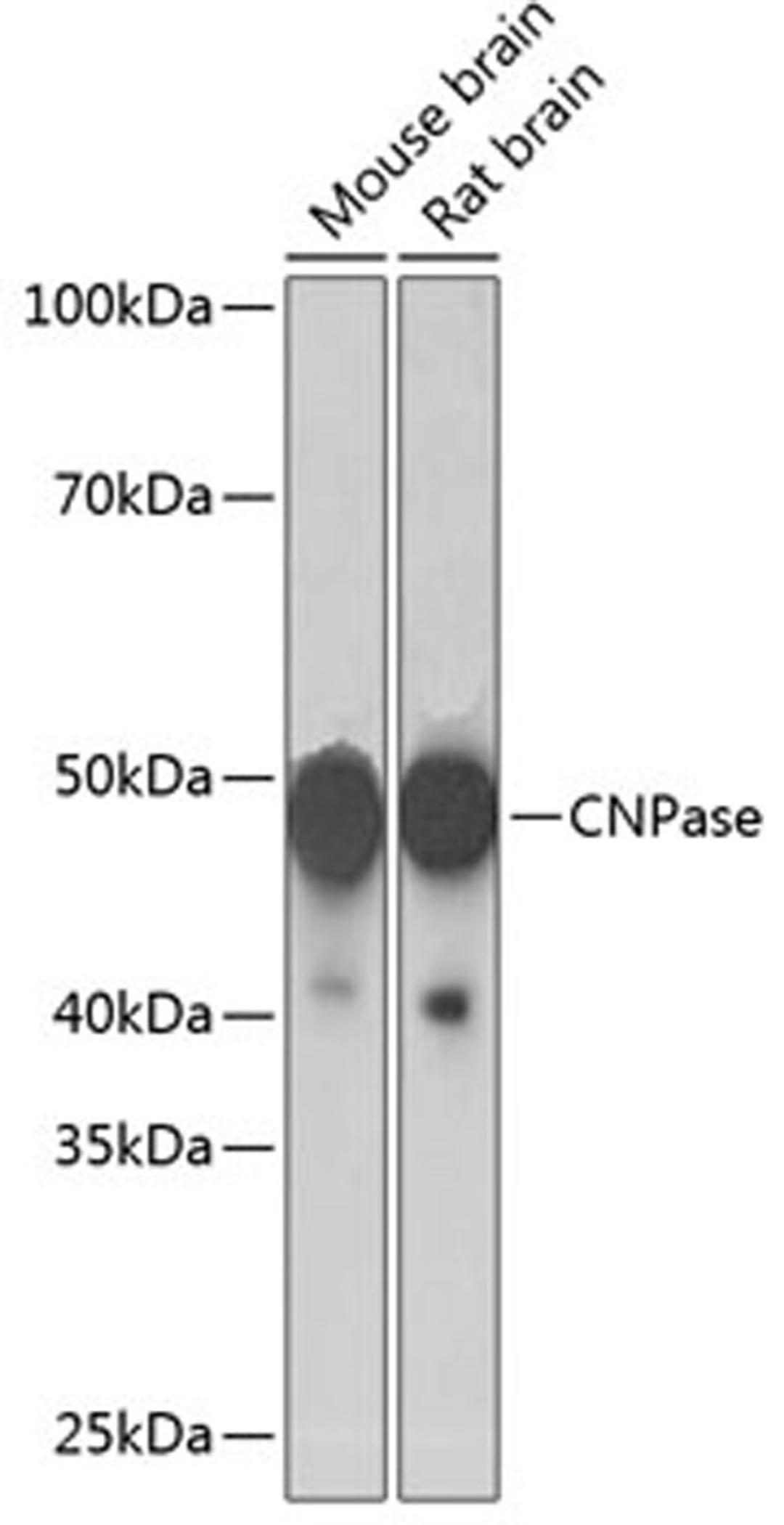 Western blot - CNPase antibody (A19033)