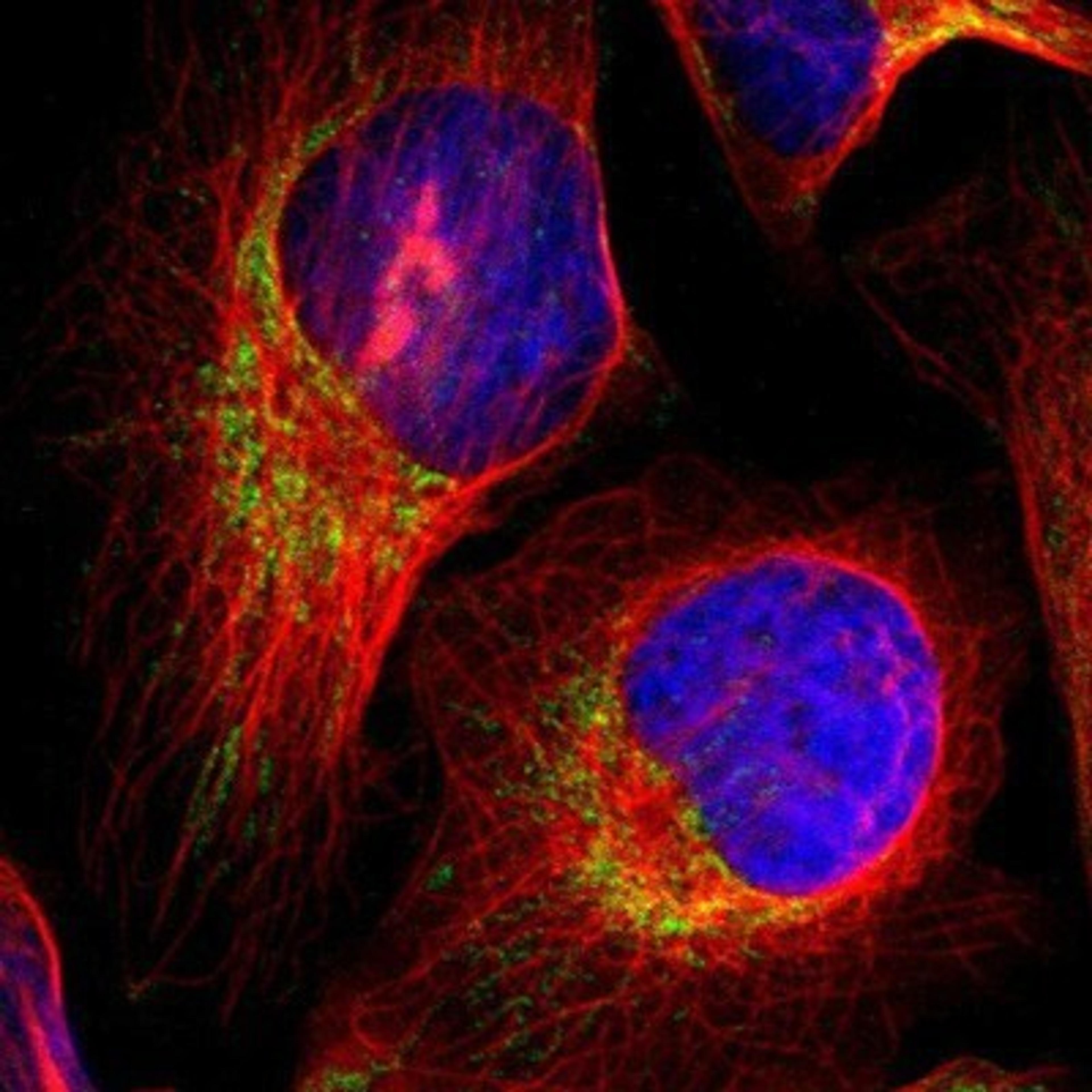 Immunocytochemistry/Immunofluorescence: NEK9 Antibody [NBP1-88007] - Staining of human cell line U-2 OS shows positivity in mitochondria.