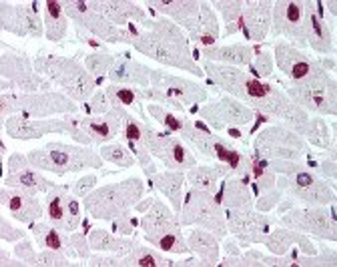 Immunohistochemistry staining of in heart tissue using Antibody.