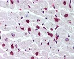 Immunohistochemistry staining of in heart tissue using Antibody.